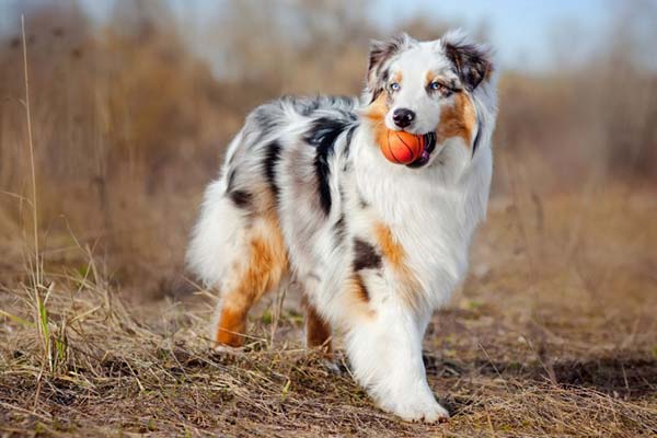 About Punky Paws