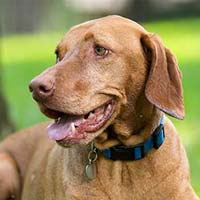 happy walking pet